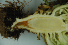 Symptôme de fusariose sur rachis de laitue du à Fusarium oxysporum f.sp. lactucae (1)